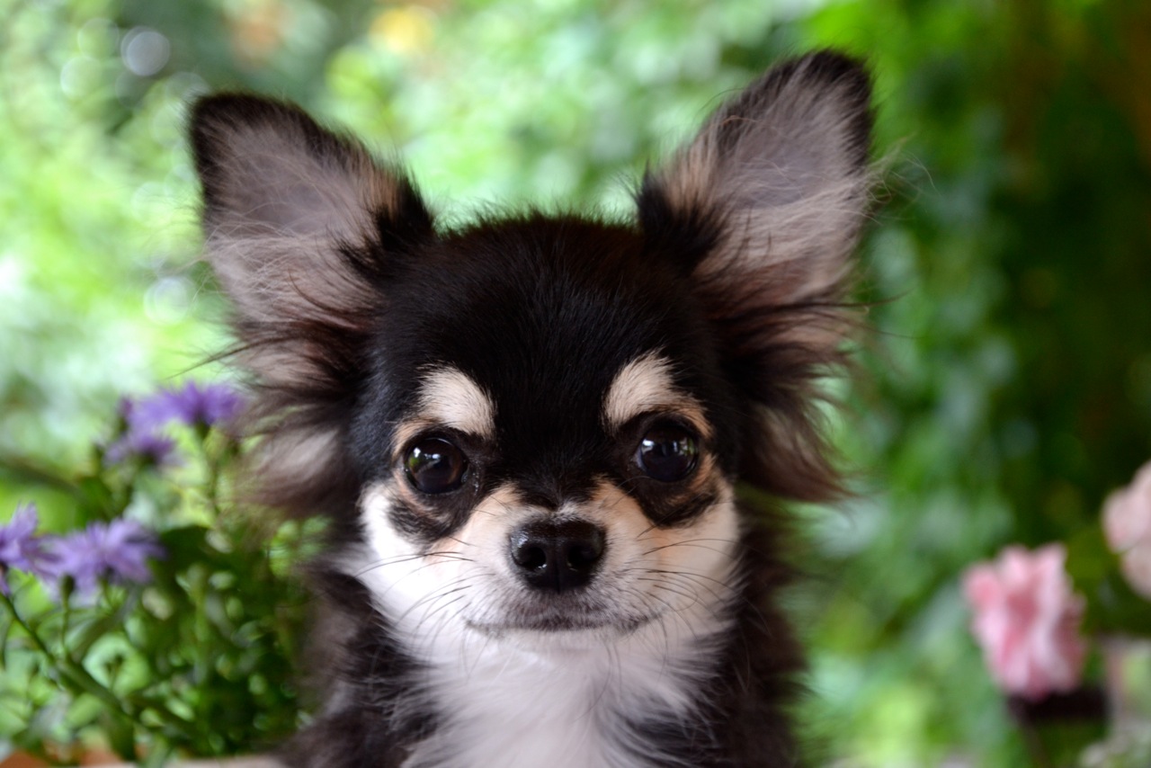 Quelindas-Chihuahua-40