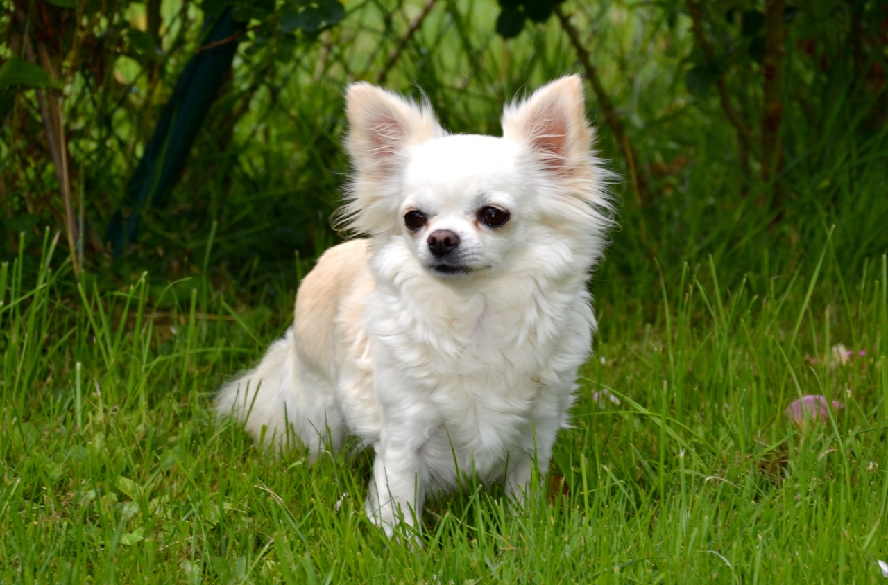Quelindas-Chihuahua-Existing-Angel-Happy-Gang-9